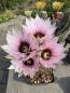 Preview: Echinocereus engelmannii fasciculatus